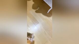 超高颜值网红【妮是老虎】视图诱惑，魔鬼身材 575P36V合一！