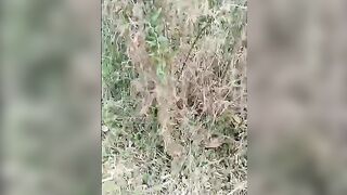 2020.2.12【金莲小仙女】四川妹子到农村田野间勾搭，当着大爷面尿尿，干农活大叔害羞的偷窥，大白臀粉穴颜值高，抠穴撒尿露乳房